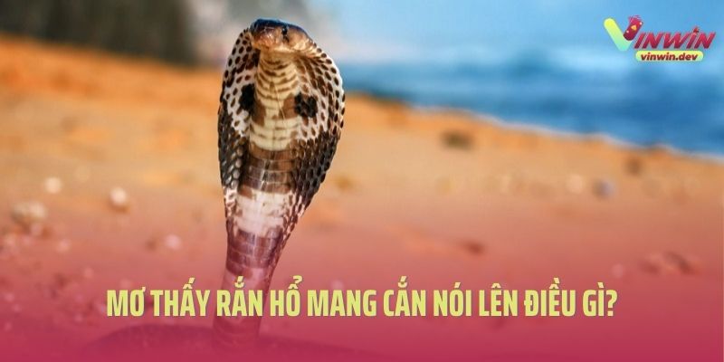 Mơ thấy rắn hổ mang cắn nói lên điều gì?