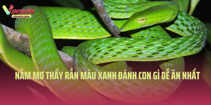Nằm mơ thấy rắn màu xanh đánh con gì dễ ăn nhất 