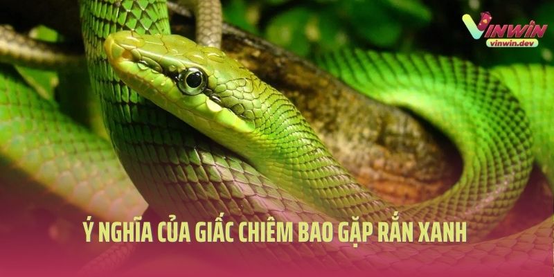 Ý nghĩa của giấc chiêm bao gặp rắn xanh 